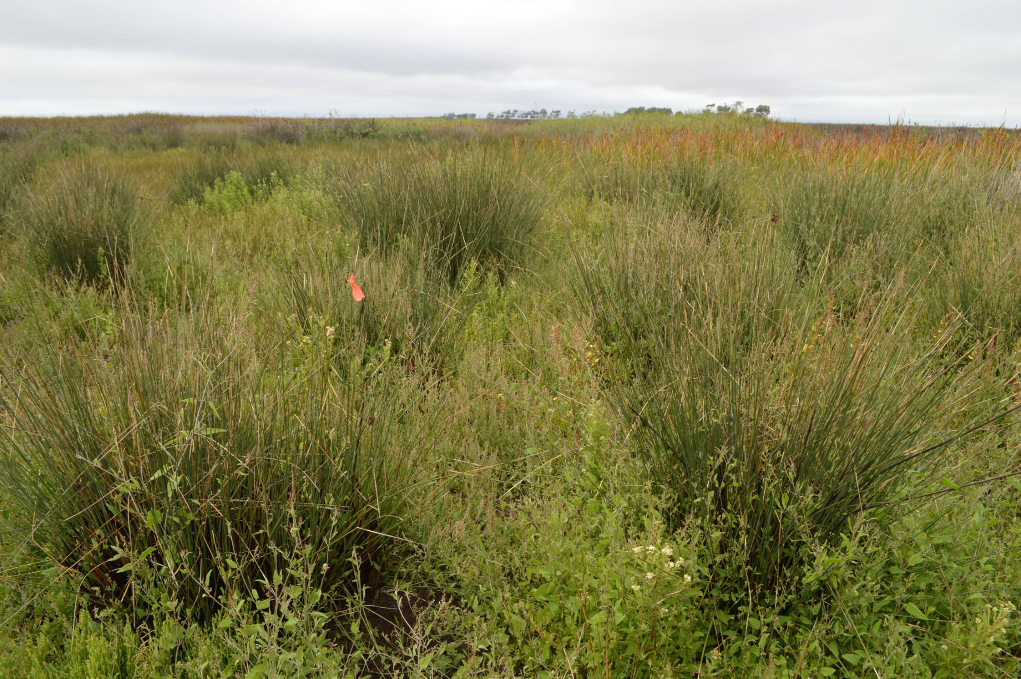 Microhabitat   Reproductively inactive period   Photographed by Camila Deutsch (2)